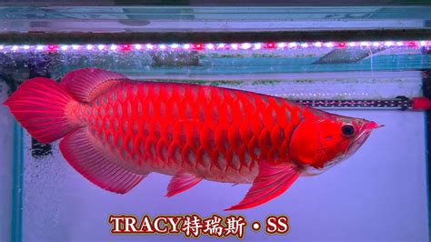 血紅龍幼魚